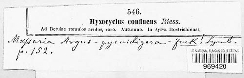 Splanchnonema argus image